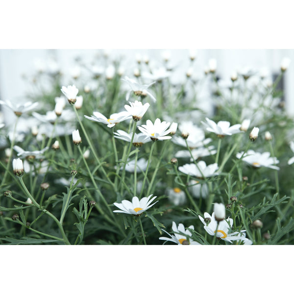 Chamomile calming essential oil for face and body